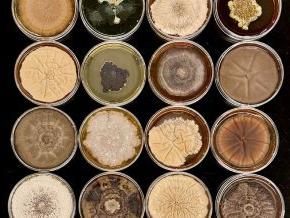 A sampling of nine molds in petri dishes from Christina Fisher's research